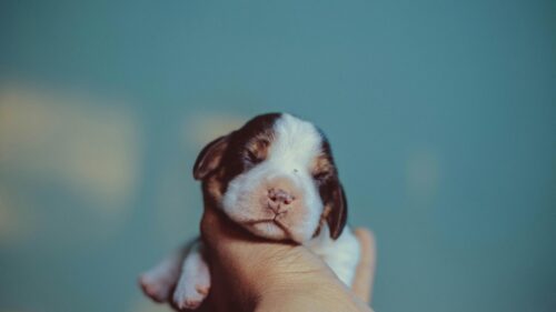 Cute Newborn Puppy Sleeping in Hand 4K Desktop Wallpaper