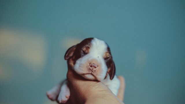 Cute Newborn Puppy Sleeping in Hand 4K Desktop Wallpaper