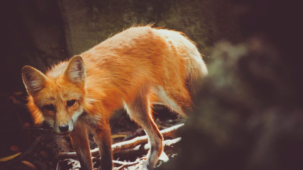 Stunning Red Fox Standing in Natural Forest Wilderness 4K Wallpaper