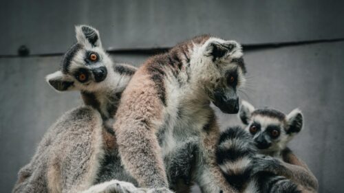 Three Ring-Tailed Lemurs Huddled Together High Resolution PC Wallpaper