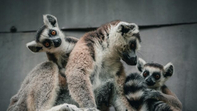 Three Ring-Tailed Lemurs Huddled Together High Resolution PC Wallpaper