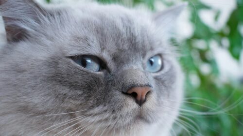 Close-Up Portrait of a Beautiful Blue-Eyed Ragdoll Cat Desktop Wallpaper