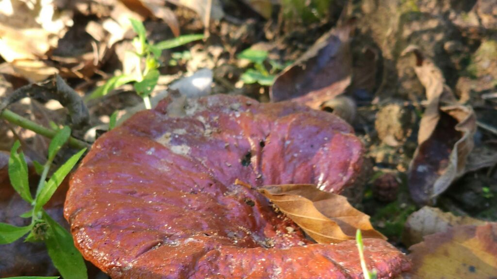 Glossy Red Forest Mushroom Nature Macro 4K Wallpaper