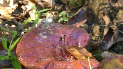Glossy Red Forest Mushroom Nature Macro 4K Wallpaper