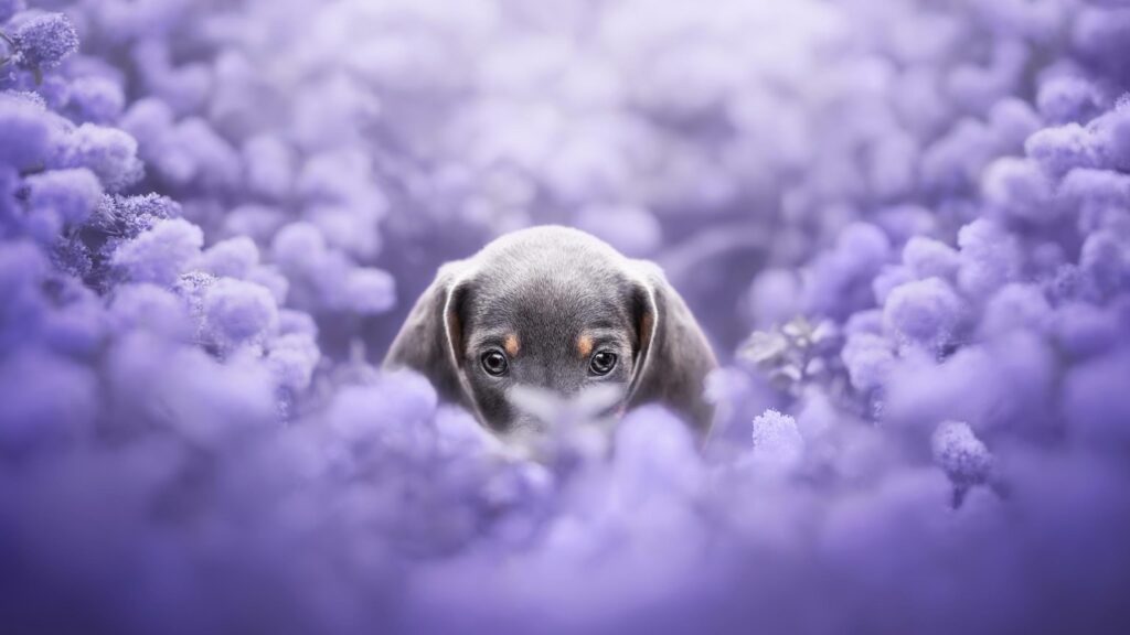 Adorable Dachshund Puppy Hiding in Purple Flowers Desktop Wallpaper