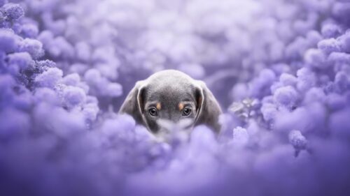 Adorable Dachshund Puppy Hiding in Purple Flowers Desktop Wallpaper