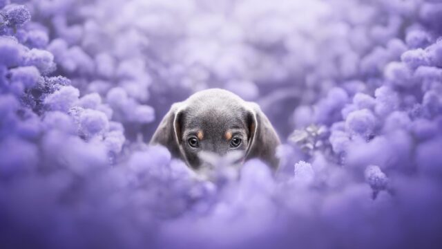 Adorable Dachshund Puppy Hiding in Purple Flowers Desktop Wallpaper
