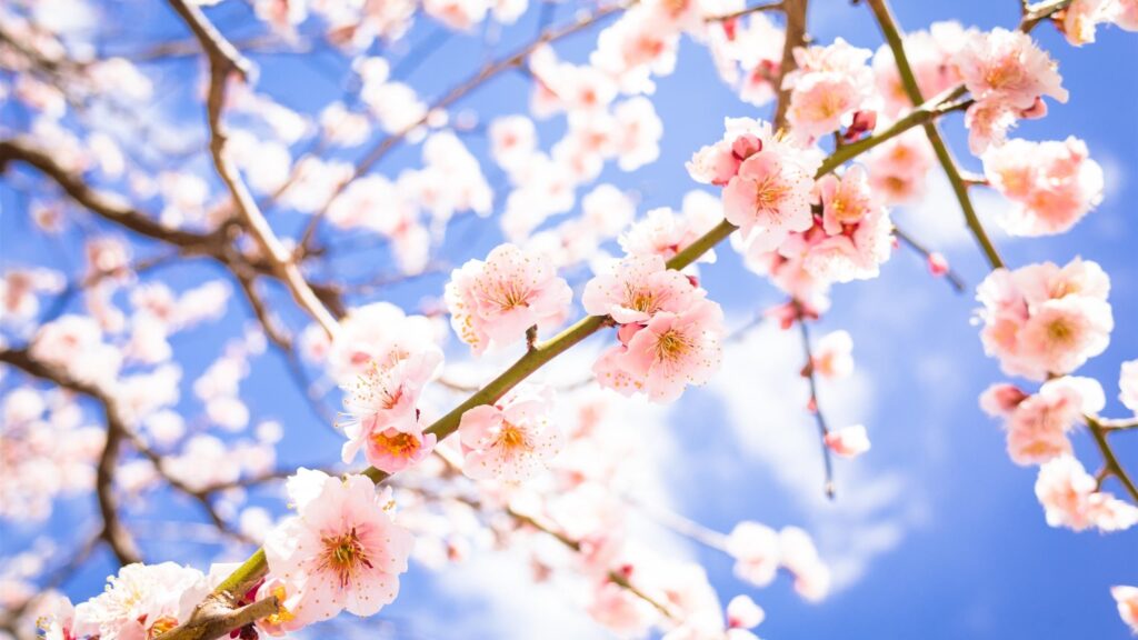 Beautiful Pink Cherry Blossom Flowers against Bright Blue Sky PC Wallpaper