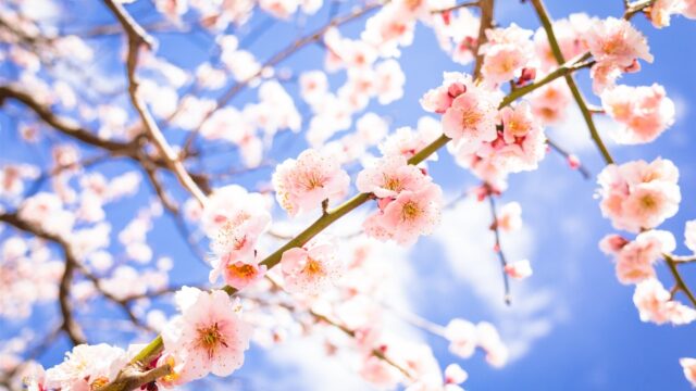 Beautiful Pink Cherry Blossom Flowers against Bright Blue Sky PC Wallpaper