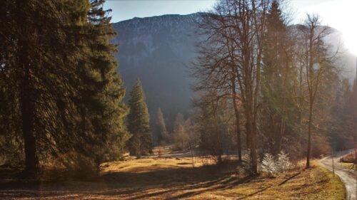 Golden Hour Sunlight Over Alpine Mountain Forest Meadow 4K Desktop Wallpaper