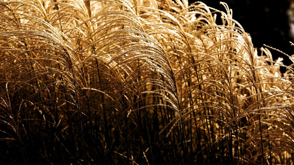 Golden Tall Grass in Warm Sunlight Aesthetic Desktop Wallpaper