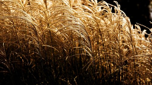 Golden Tall Grass in Warm Sunlight Aesthetic Desktop Wallpaper