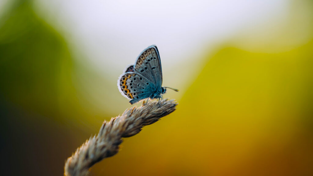 Blue Butterfly Resting on a Dry Plant Stem 4K Desktop Wallpaper