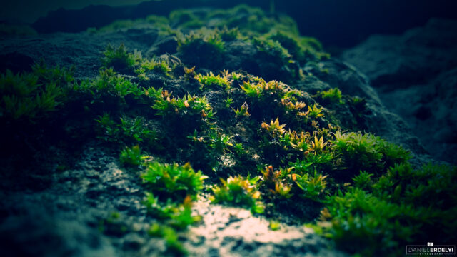 Macro Photography of Green Moss on Dark Rocky Terrain Desktop Wallpaper