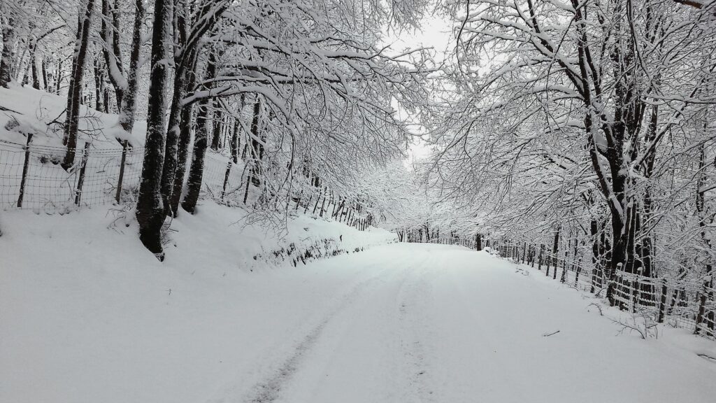 Serene Snowy Forest Road with Bare Trees Desktop Wallpaper