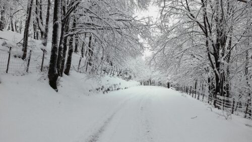 Serene Snowy Forest Road with Bare Trees Desktop Wallpaper