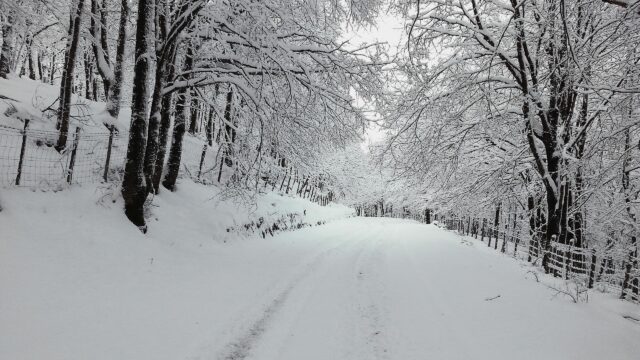 Serene Snowy Forest Road with Bare Trees Desktop Wallpaper