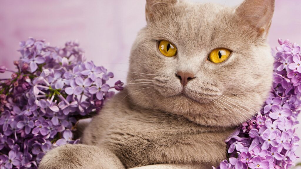 Cute British Shorthair Cat Surrounded by Purple Lilacs Desktop Wallpaper