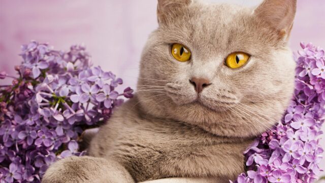 Cute British Shorthair Cat Surrounded by Purple Lilacs Desktop Wallpaper