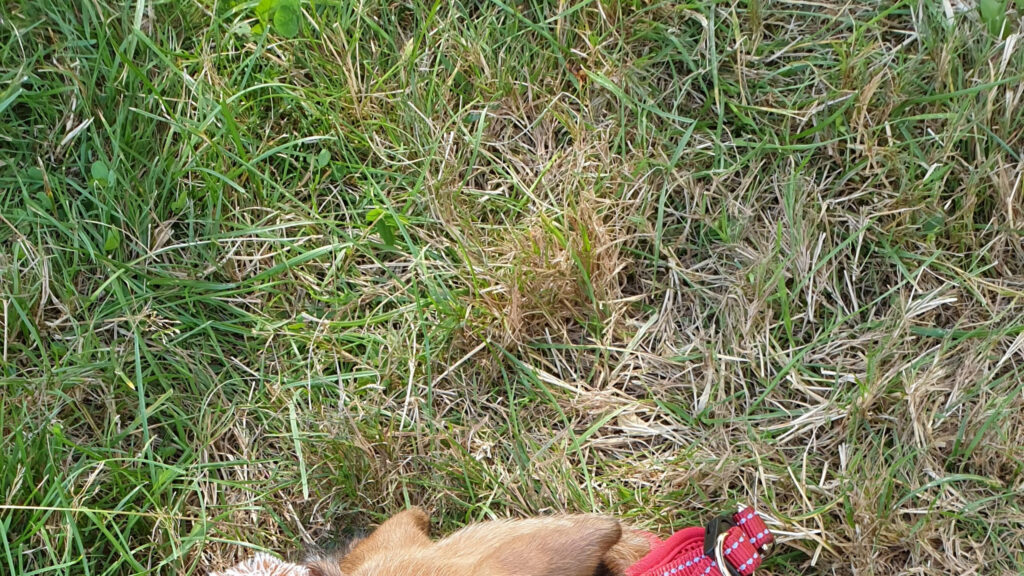 Close-up of a Cute Dog Relaxing in a Grassy Meadow Desktop Wallpaper