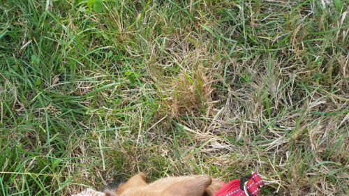 Close-up of a Cute Dog Relaxing in a Grassy Meadow Desktop Wallpaper