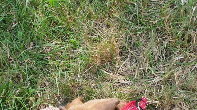 Close-up of a Cute Dog Relaxing in a Grassy Meadow Desktop Wallpaper