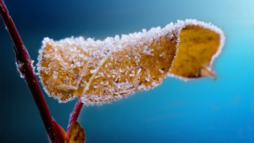Macro Frost Covered Yellow Autumn Leaf 4K Desktop Wallpaper