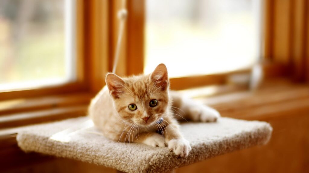 Cute Orange Tabby Kitten Sitting on a Window Sill Desktop Wallpaper