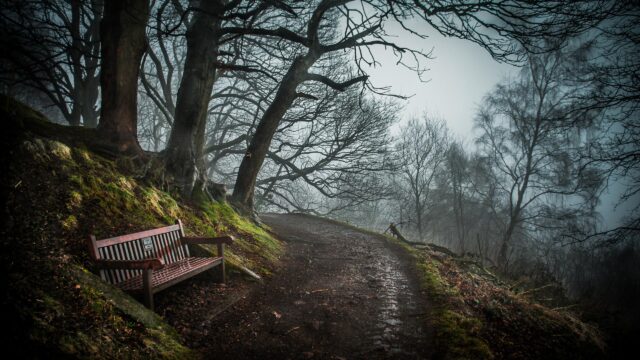 Moody Foggy Forest Path with Wooden Bench Desktop Wallpaper