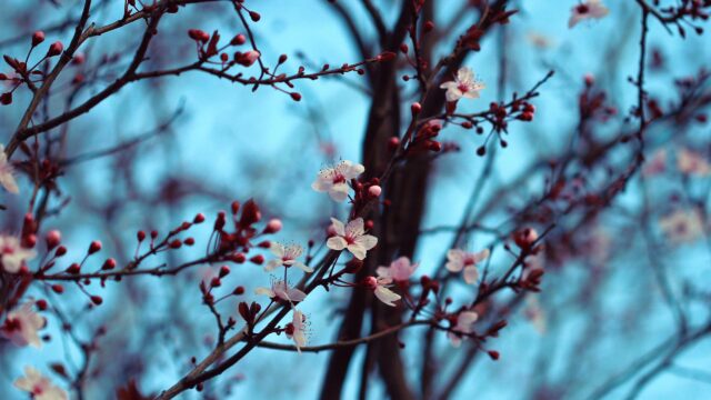 Stunning Cherry Blossom Branches in Spring PC Wallpaper