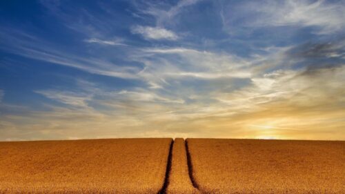 Golden Wheat Field at Sunset with Tractor Path Desktop Wallpaper