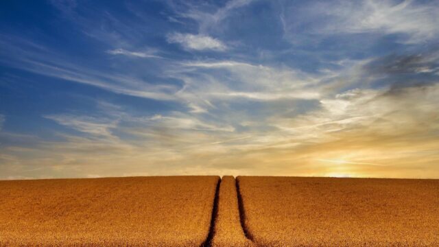 Golden Wheat Field at Sunset with Tractor Path Desktop Wallpaper