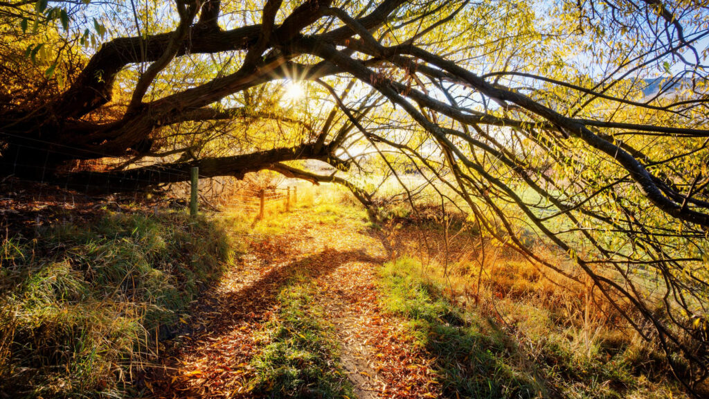 Golden Autumn Path Under Willow Tree Branches 4K Desktop Wallpaper