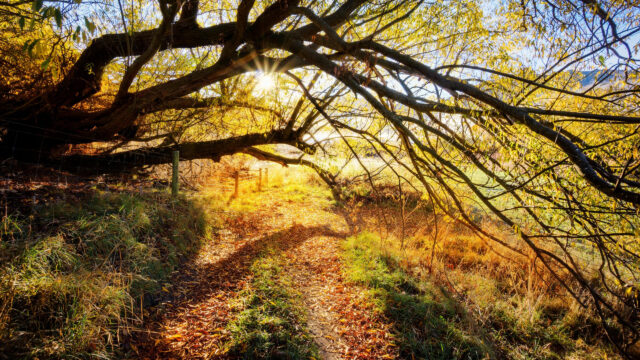 Golden Autumn Path Under Willow Tree Branches 4K Desktop Wallpaper