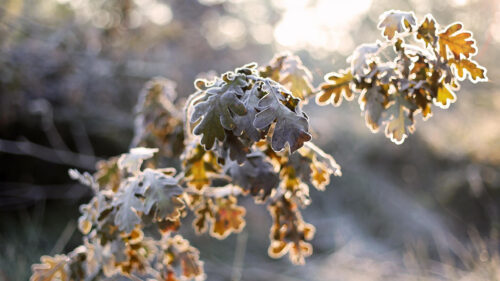 Frost Covered Oak Leaves in Golden Morning Light 4K Desktop Wallpaper