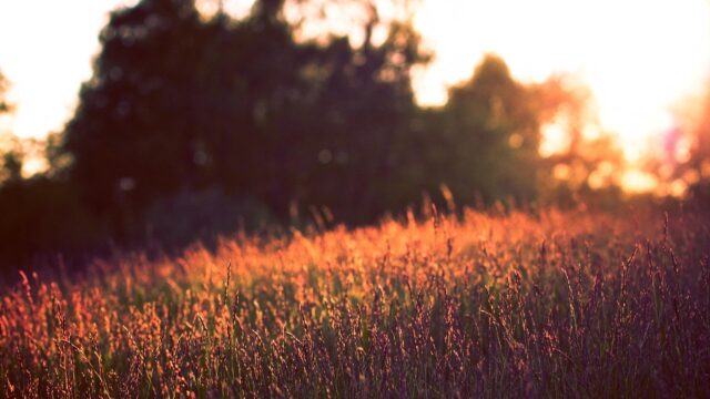 Golden Hour Sunset Over Serene Meadow Field 4K Desktop Wallpaper
