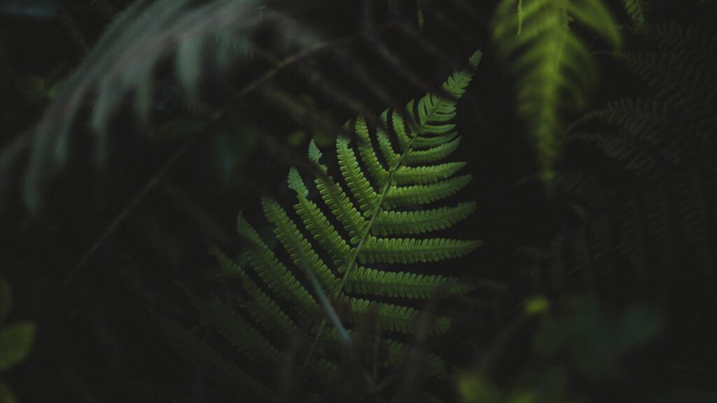 Minimalist Dark Green Fern Leaf Macro Desktop Wallpaper