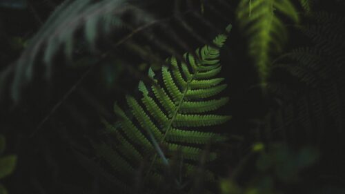 Minimalist Dark Green Fern Leaf Macro Desktop Wallpaper