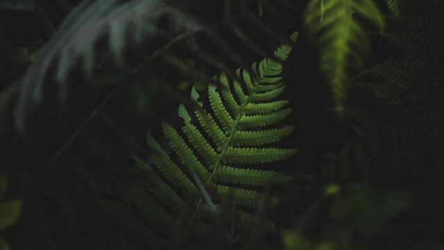Minimalist Dark Green Fern Leaf Macro Desktop Wallpaper