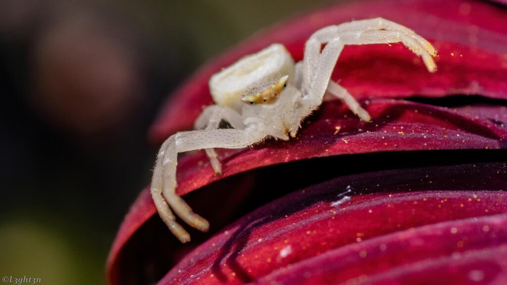 Macro Photography of a White Crab Spider on a Deep Red Flower 4K Desktop Wallpaper