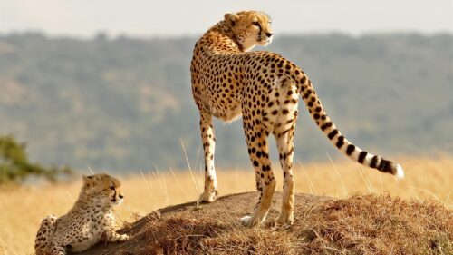 Cheetah Mother and Cub Standing on Termite Mound Desktop Wallpaper