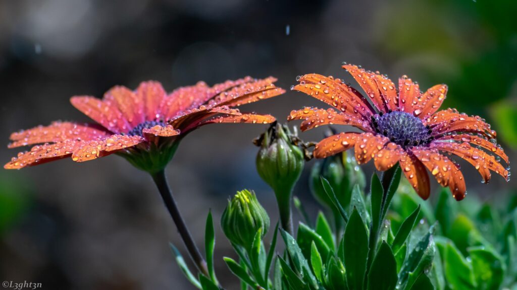 Stunning Orange African Daisy Flowers with Dew Drops 4K Desktop Wallpaper