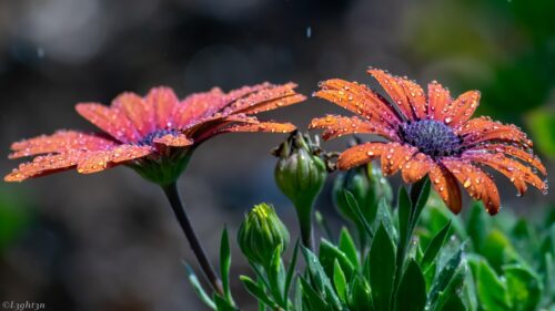 Stunning Orange African Daisy Flowers with Dew Drops 4K Desktop Wallpaper
