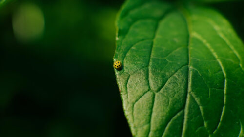 Minimalist Yellow Ladybug on a Vibrant Green Leaf Desktop Wallpaper