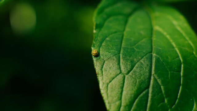 Minimalist Yellow Ladybug on a Vibrant Green Leaf Desktop Wallpaper