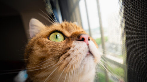 Macro Photography of a Ginger Cat Looking Out the Window 4K Wallpaper