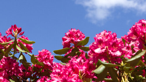 Vibrant Pink Rhododendrons Under a Clear Blue Sky Desktop Wallpaper