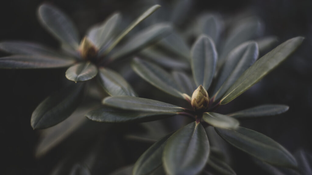 Macro Photography of Green Rhododendron Buds and Lush Foliage 4K Desktop Wallpaper
