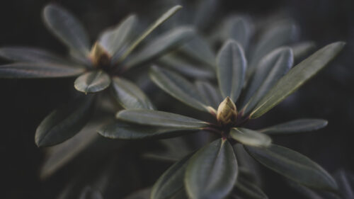 Macro Photography of Green Rhododendron Buds and Lush Foliage 4K Desktop Wallpaper